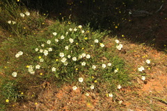Calystegia stebbinsii