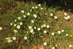 Calystegia stebbinsii