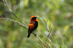 Euplectes hordeaceus