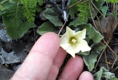 Calystegia malacophylla
