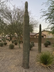 Carnegiea gigantea