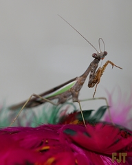 Stagmomantis limbata