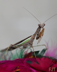 Stagmomantis limbata