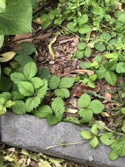 Potentilla indica