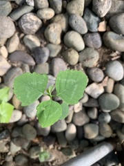 Euphorbia