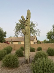 Carnegiea gigantea