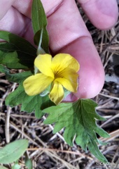 Viola lobata