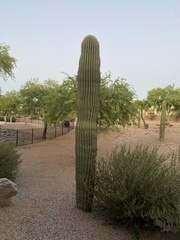 Carnegiea gigantea