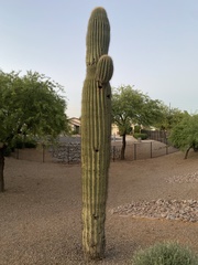 Carnegiea gigantea