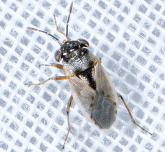 Geocoris pallens