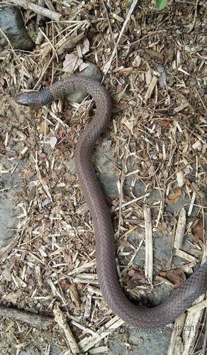 Liopeltis rappi