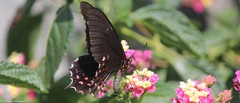 Heraclides rogeri pharnaces