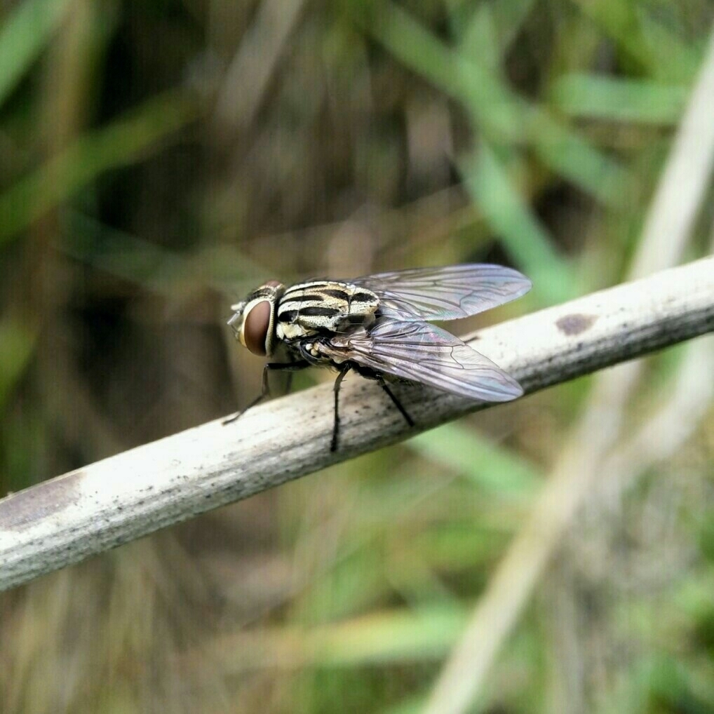 Graphomya rufitibia