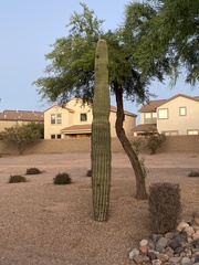Carnegiea gigantea