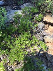 Polemoniaceae