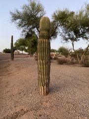 Carnegiea gigantea