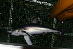 Isurus paucus