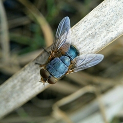 Calliphora augur
