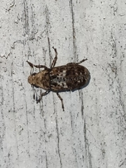 Euparius paganus