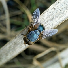 Calliphora augur