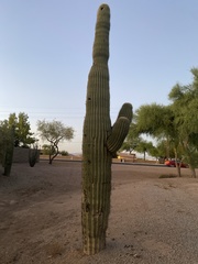 Carnegiea gigantea