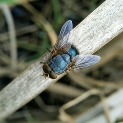 Calliphora augur
