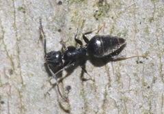 Technomyrmex difficilis