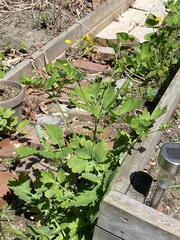 Chelidonium majus