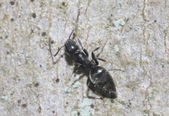 Technomyrmex difficilis