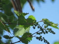 Vitis riparia