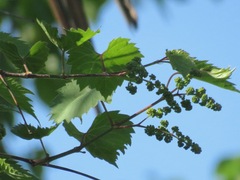 Vitis riparia