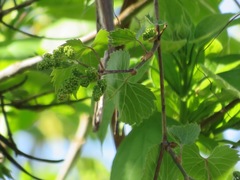 Vitis riparia