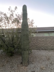 Carnegiea gigantea