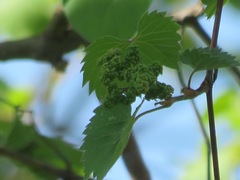 Vitis riparia
