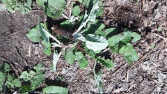 Arctium tomentosum