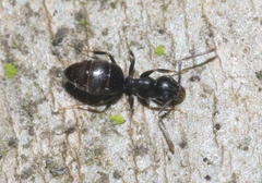 Technomyrmex difficilis