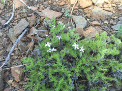 Polemoniaceae