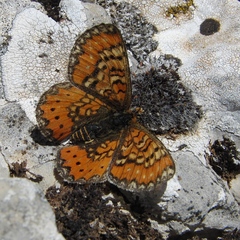 Euphydryas desfontainii