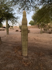 Carnegiea gigantea