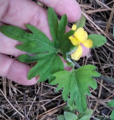 Viola lobata