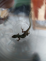 Sphenomorphus sanctus