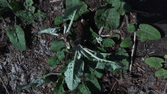 Arctium tomentosum