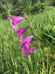 Gladiolus palustris