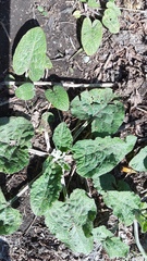 Arctium tomentosum