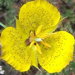 Calochortus weedii