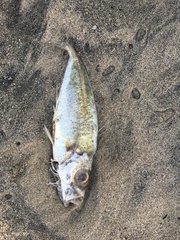 Selar crumenophthalmus