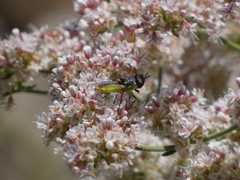 Hedriodiscus truquii