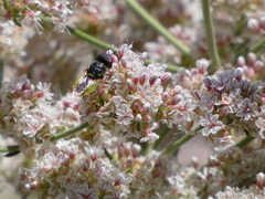 Hedriodiscus truquii