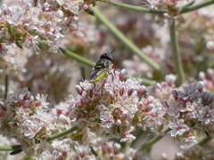 Hedriodiscus truquii