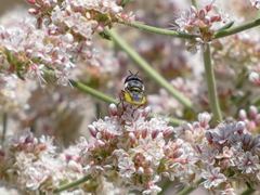 Hedriodiscus truquii